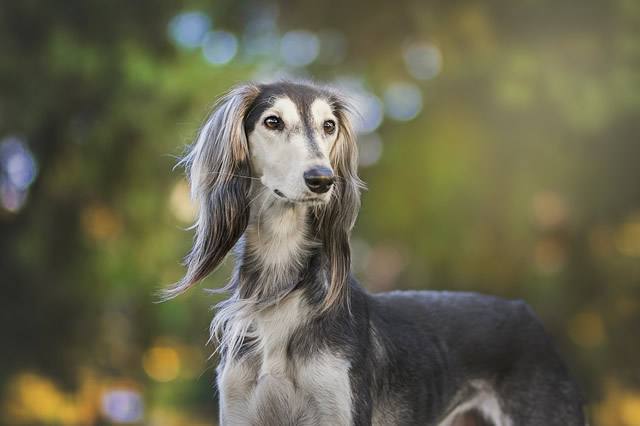 萨路基猎犬