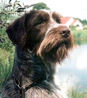 German Wirehaired Pointer