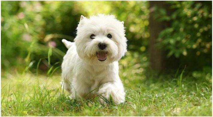 West Highland White Terrier