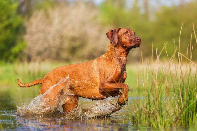 African Lion Hound