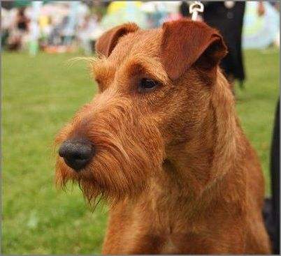 Irish Terrier