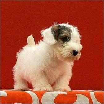 Sealyham Terrier