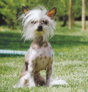 Chinese Crested Dog