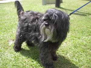 Tibetan Terrier