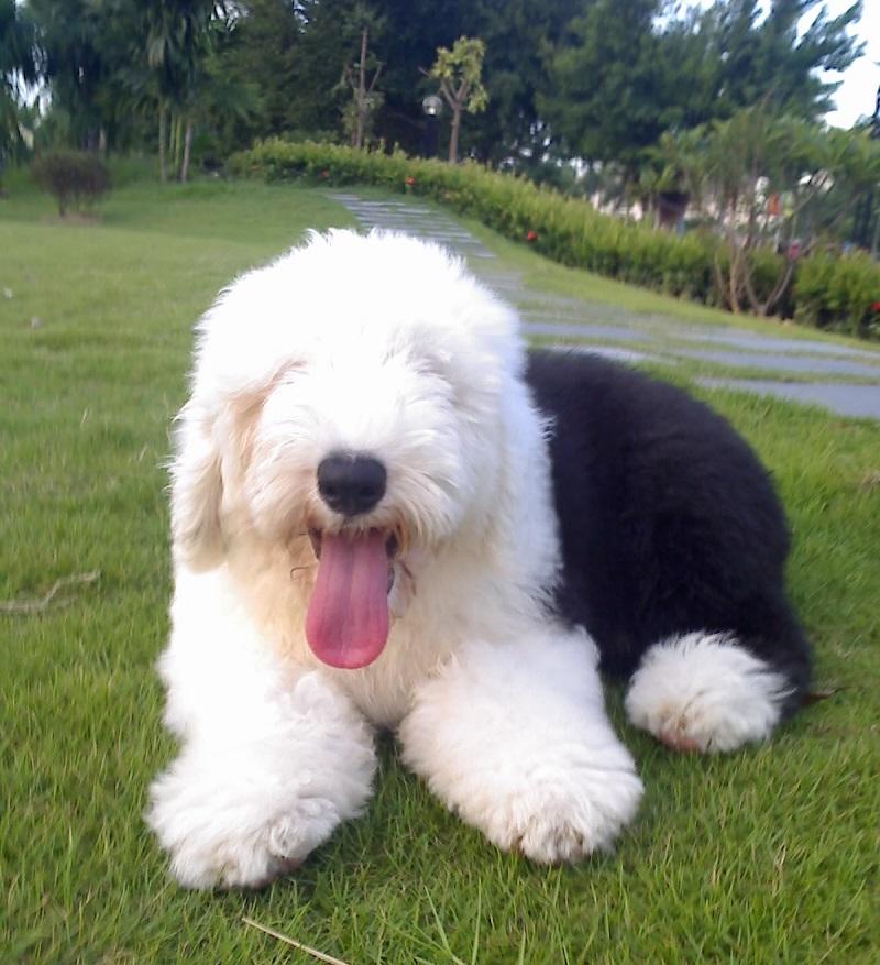 Old English Sheepdog