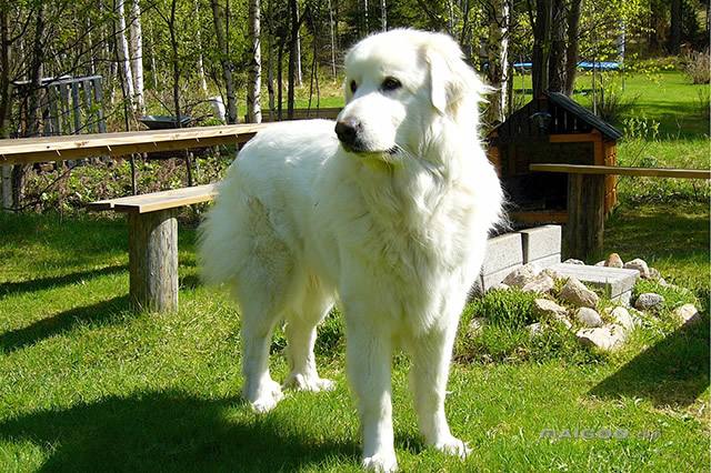 Great Pyrenees