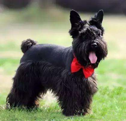 Scottish Terrier