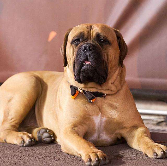 Bullmastiff