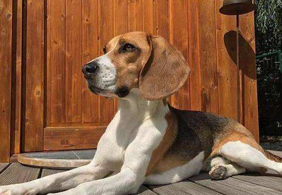 Beagle