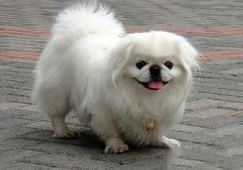 Pekingese