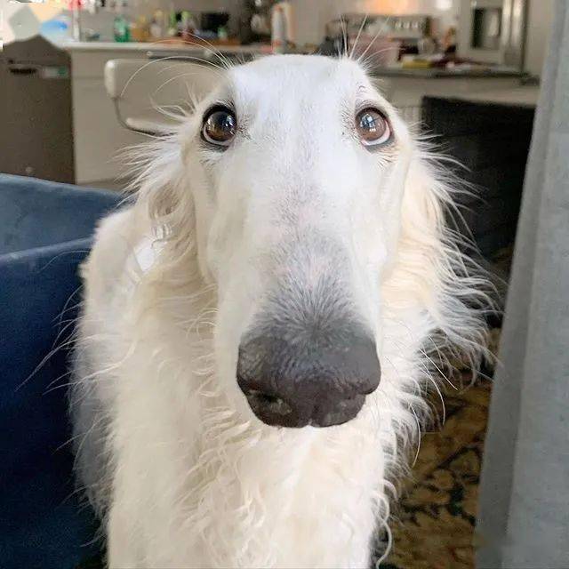 Borzoi