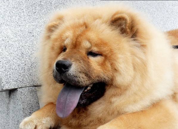 Chow Chow