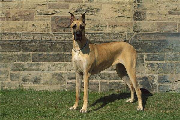 Great Dane