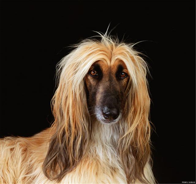 Afghan Hound