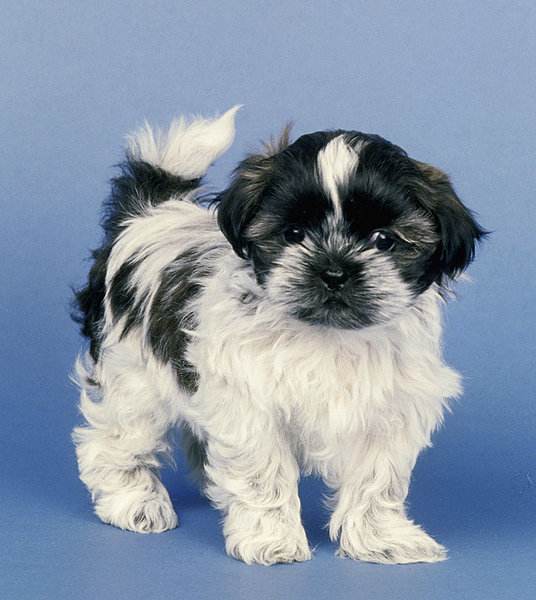 Shih Tzu