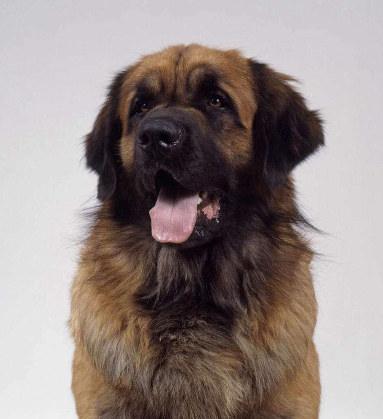 Leonberger