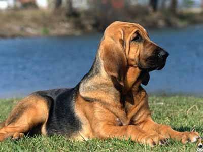 Bloodhound