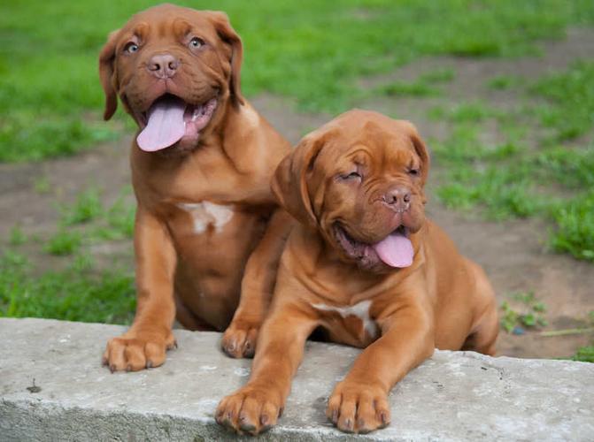 Dogue de Bordeaux