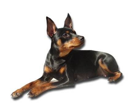 Miniature Pinscher