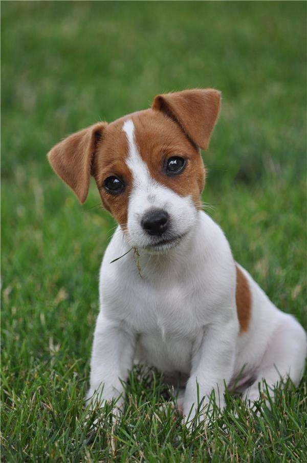 Jack Russell Terrier