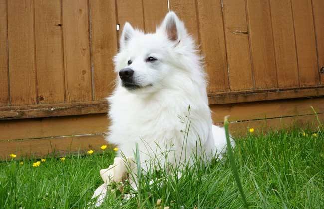 American Eskimo