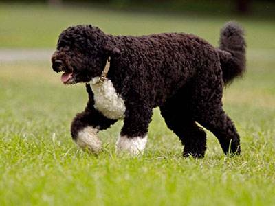 Portuguese Water Dog