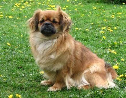 Tibetan Spaniel