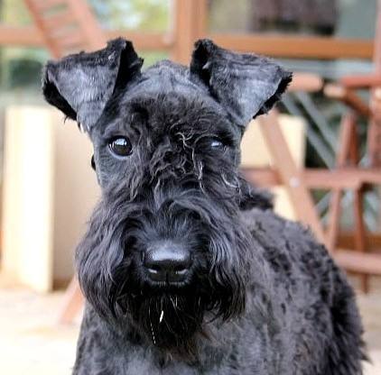 Kerry Blue Terrier