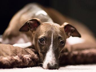 Italian Greyhound