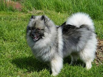 Keeshond