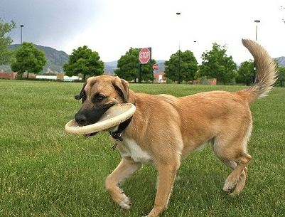 Anatolian Shepherd Dog