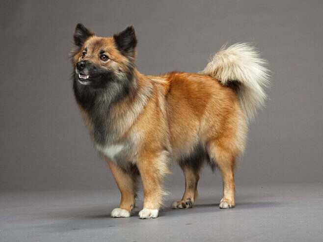 Icelandic Dog