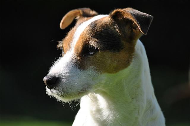 Parson Russell Terrier