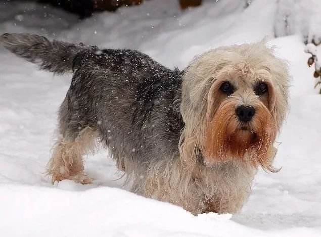 Dandie Dinmont Terrier