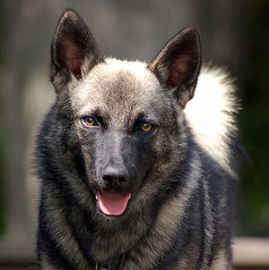 Norwegian Elkhound