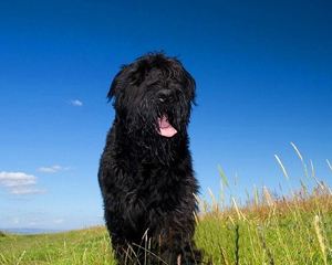 Russian Black Terrier