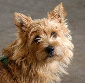 Norwich Terrier