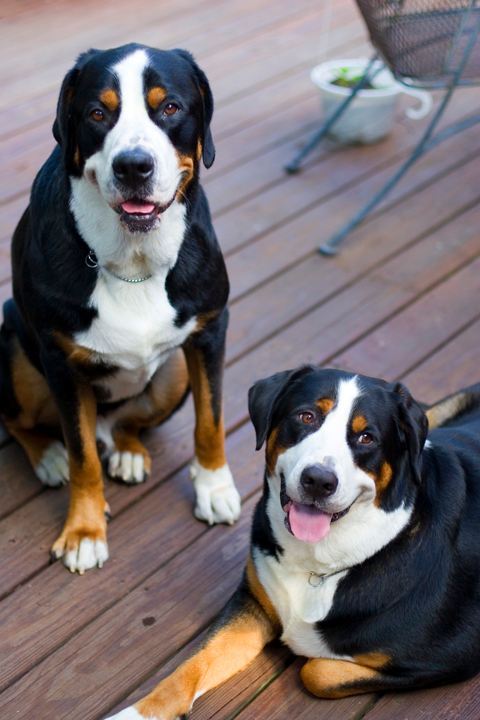 Greater Swiss Mountain Dog