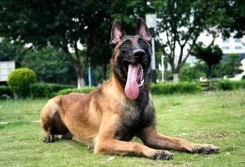 Malinois