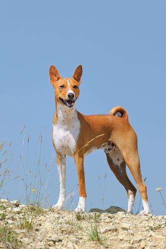 Basenji