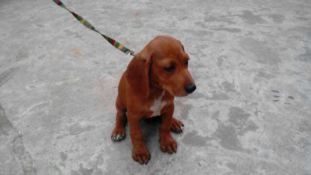 Redbone Coonhound