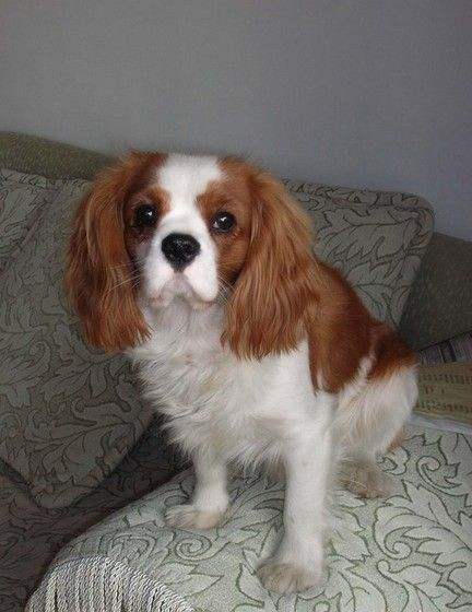 Cavalier King Charles Spaniel