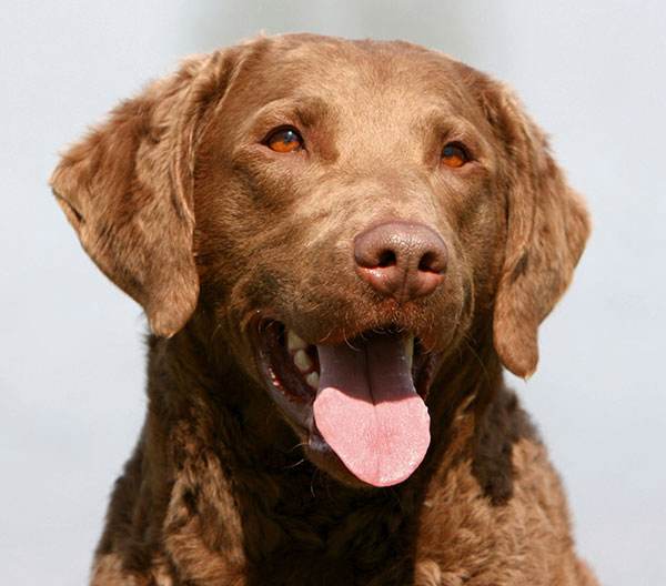 Chesapeake Bay Retriever