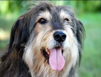 Otterhound