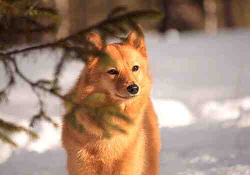 芬兰狐狸犬