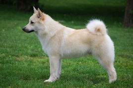 Norwegian Buhund