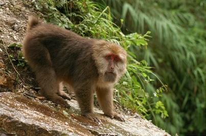 Macaca arctoides