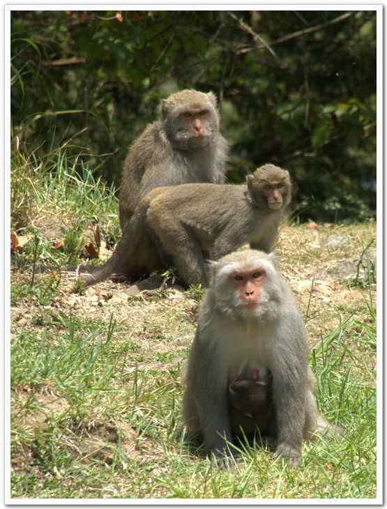 Macaca cyclopis