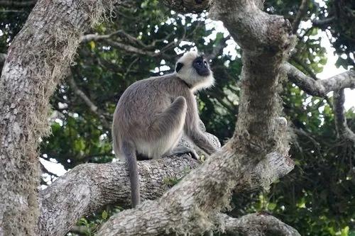 Semnopithecus schistaceus