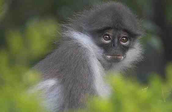 Trachypithecus phayrei